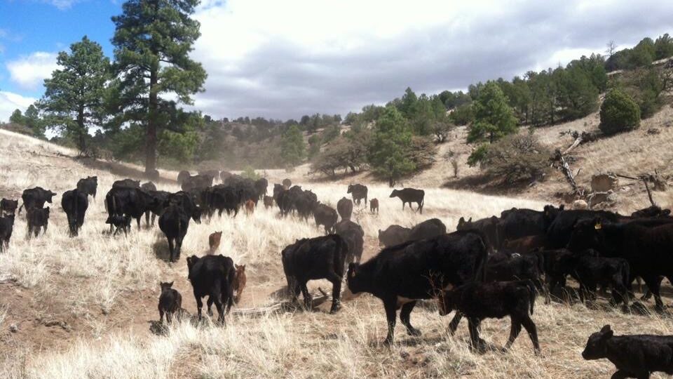 Delk Cattle Ranch